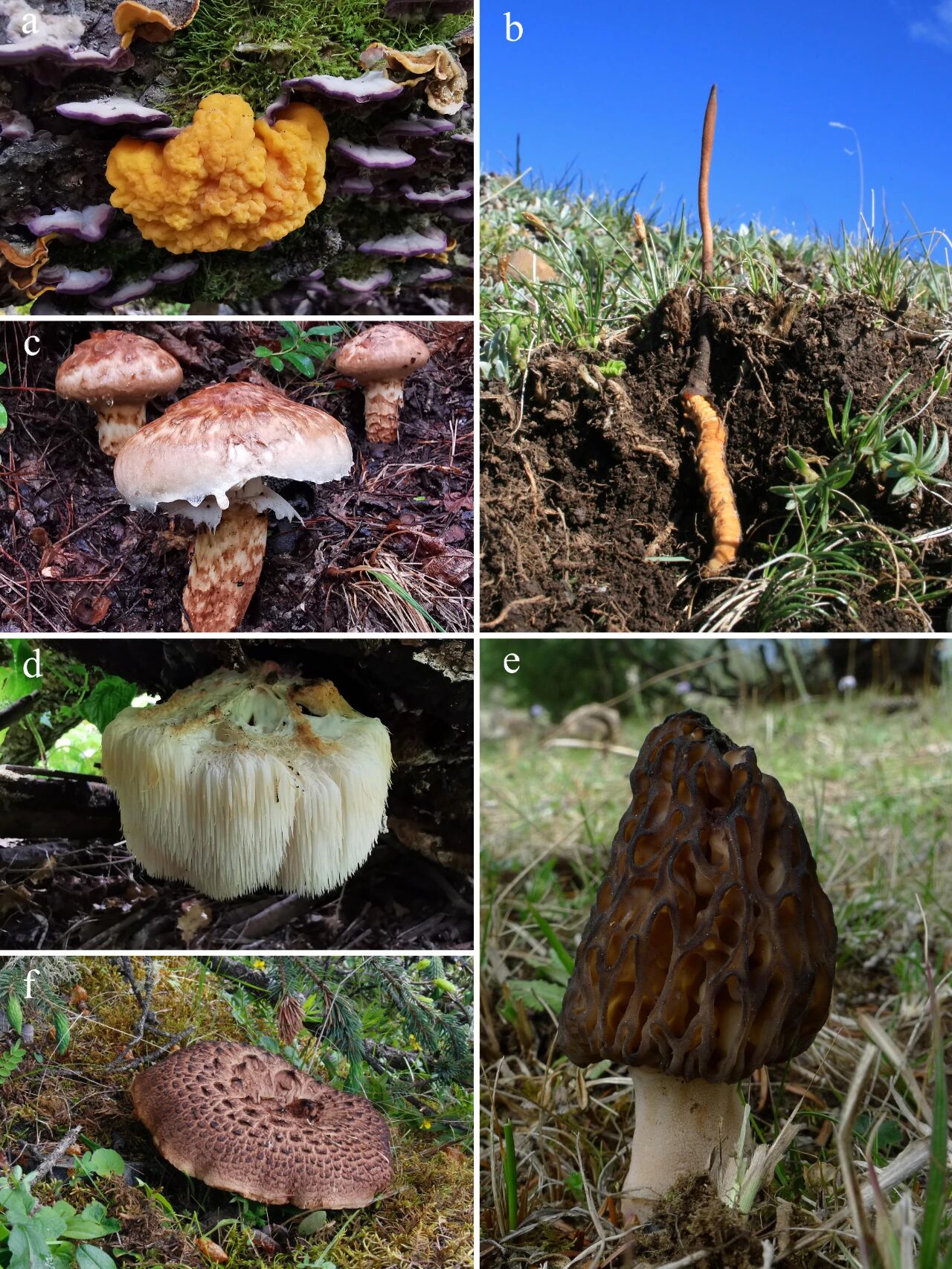 揭示西藏东南部大型真菌物种多样性