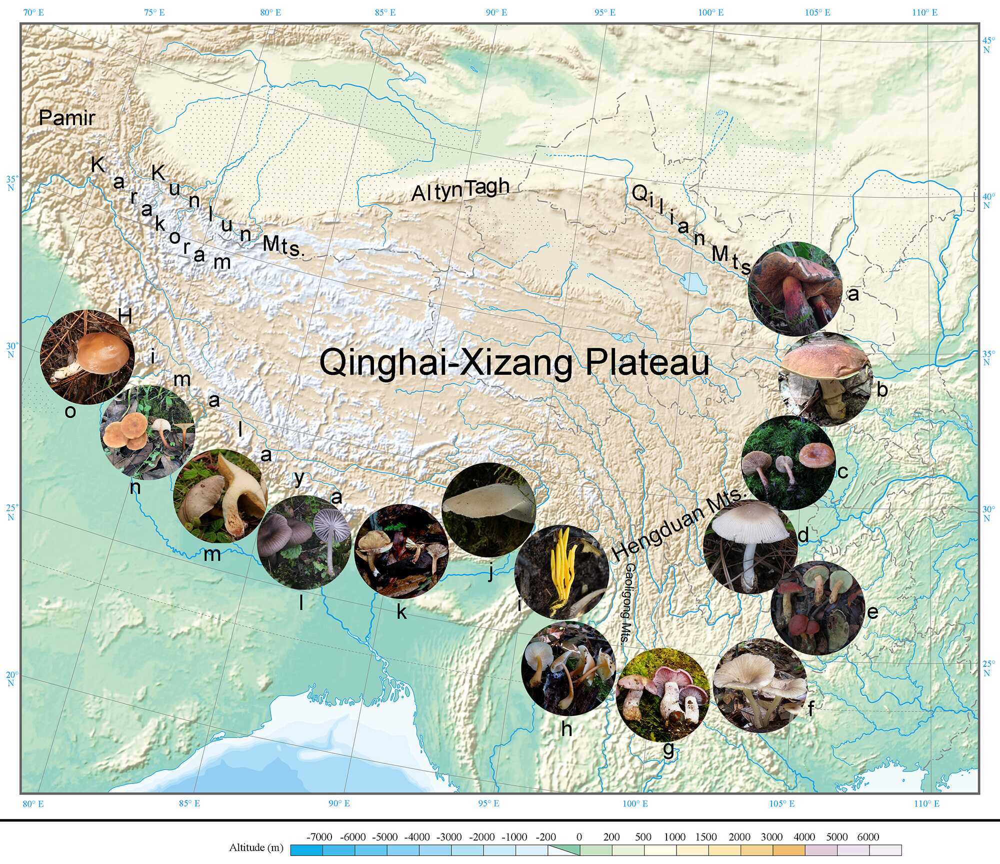 青藏高原及周边山地担子菌多样性研究方面取得新进展