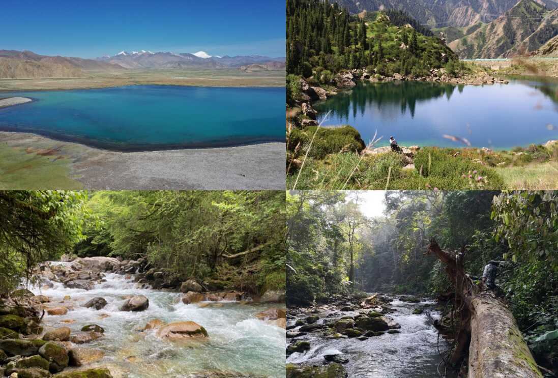 青藏高原淡水木生真菌多样性研究取得重要进展