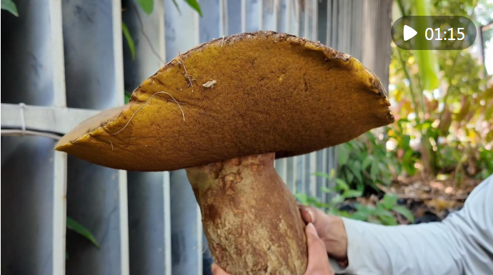 专家解密：云南为何屡见超大野生菌