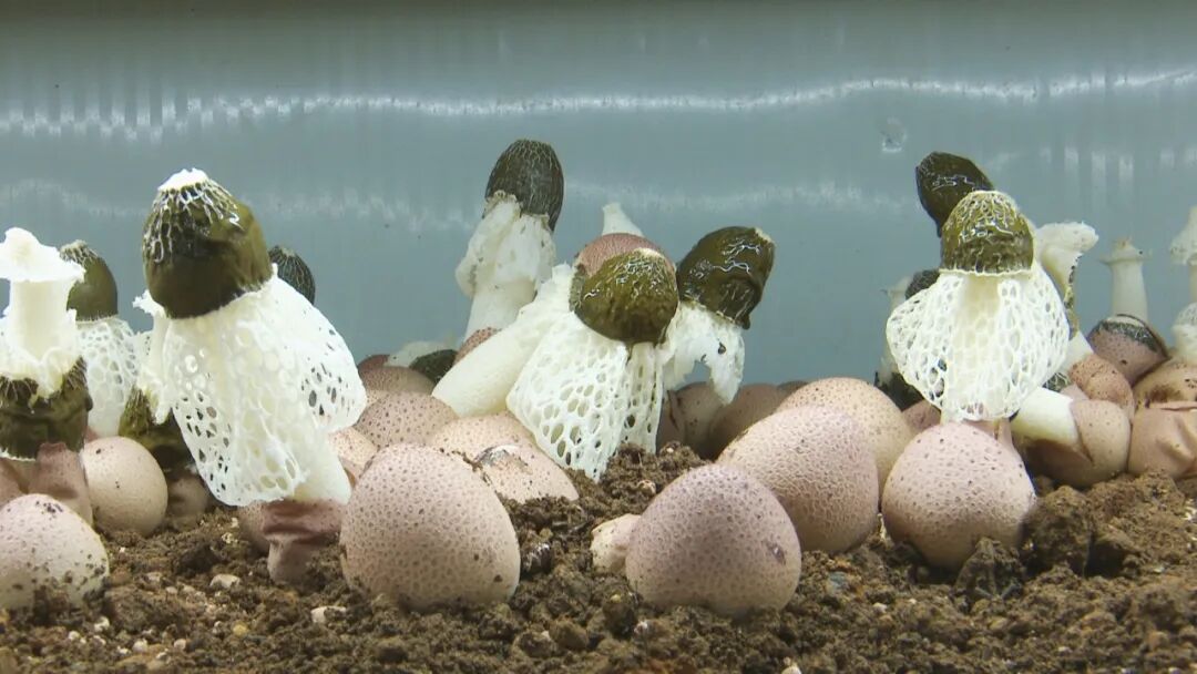 澄江左所旧貌焕新颜  闲置烤烟房“种”出幸福菌 