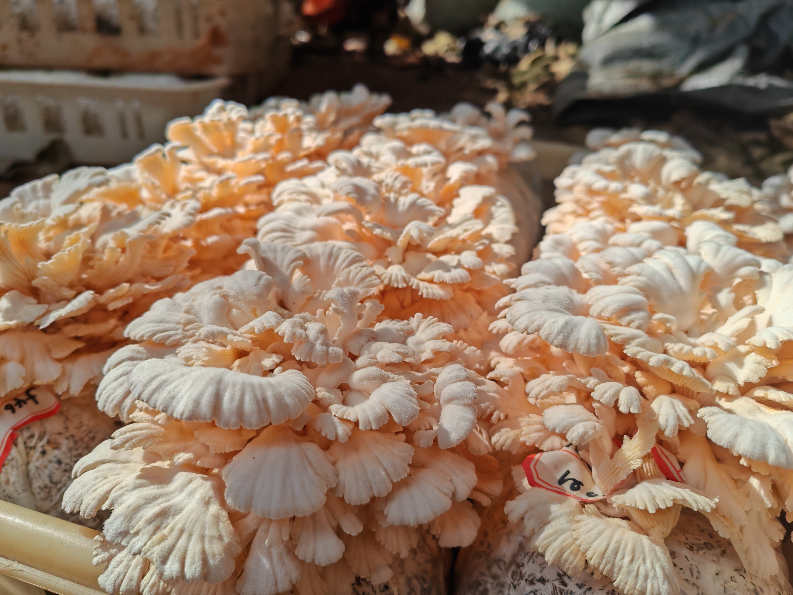 一号文件释“菌”机  云南野生菌迎高质量发展新动能