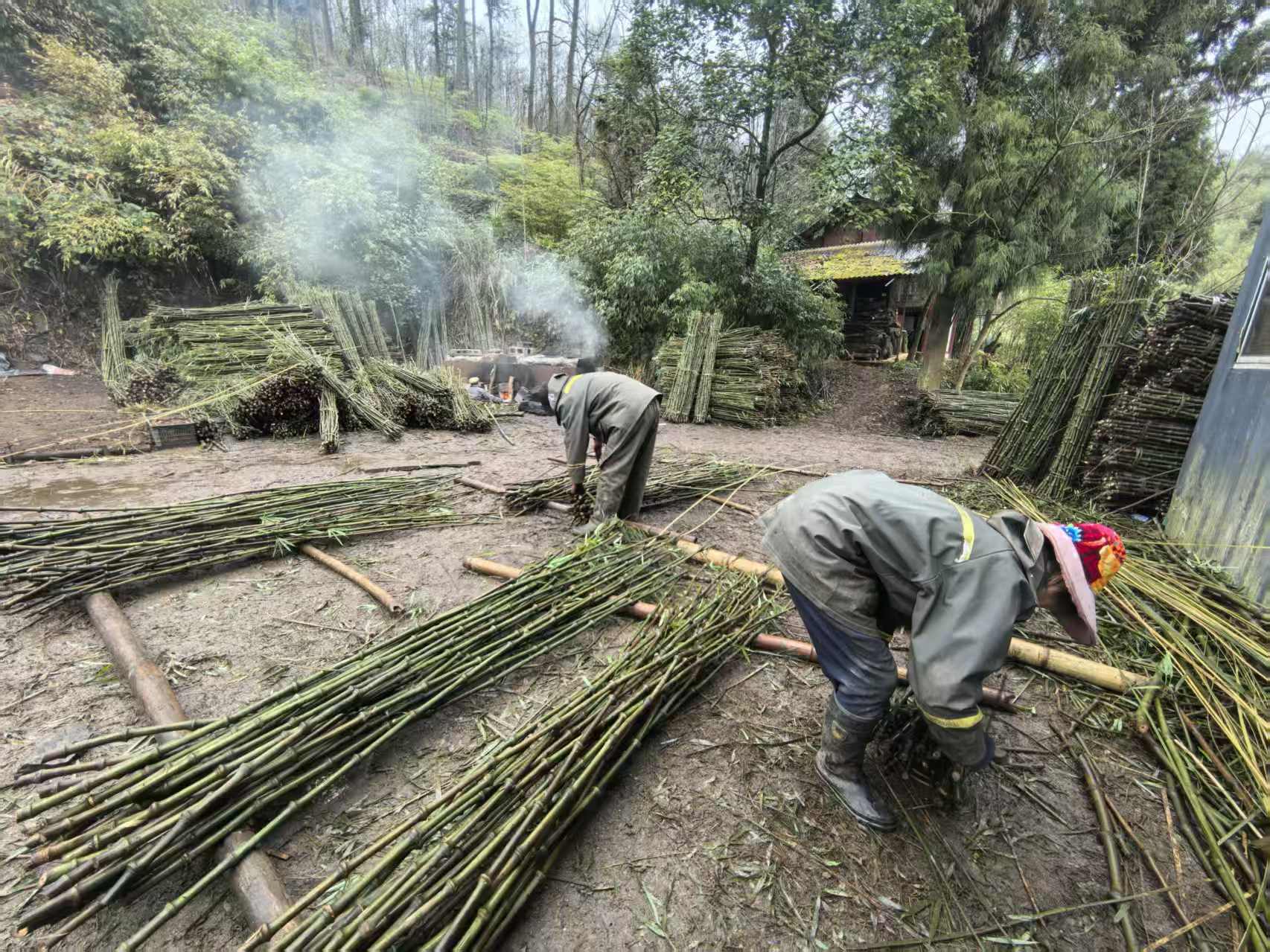 云南大关筇竹产业串起千家万户