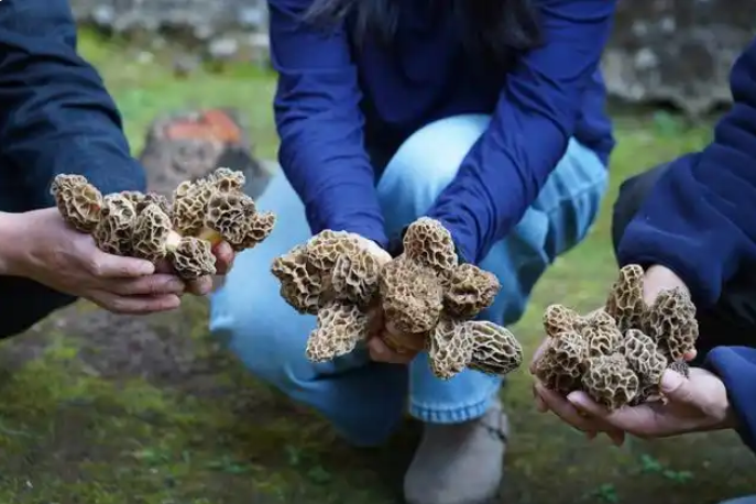 保山昌宁：接连发现野生羊肚菌，蜂窝状菌盖太诱人