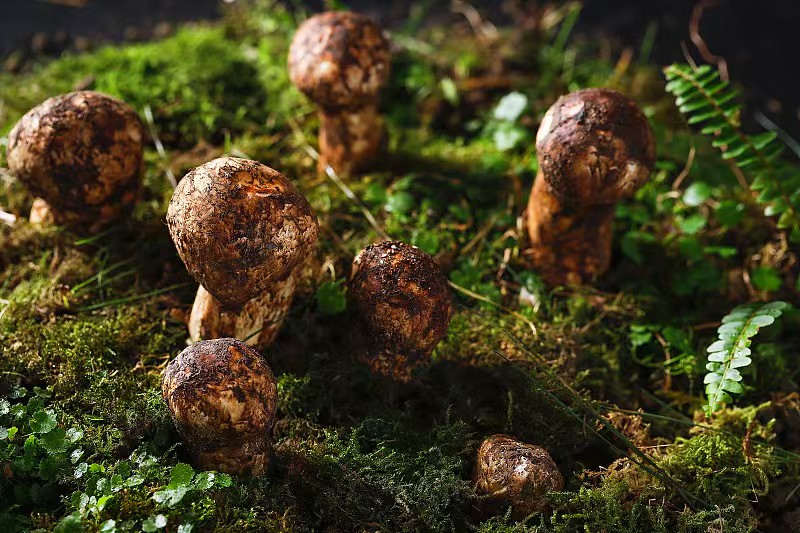 迪庆：以香格里拉松茸为核 筑特色菌产业富民高地