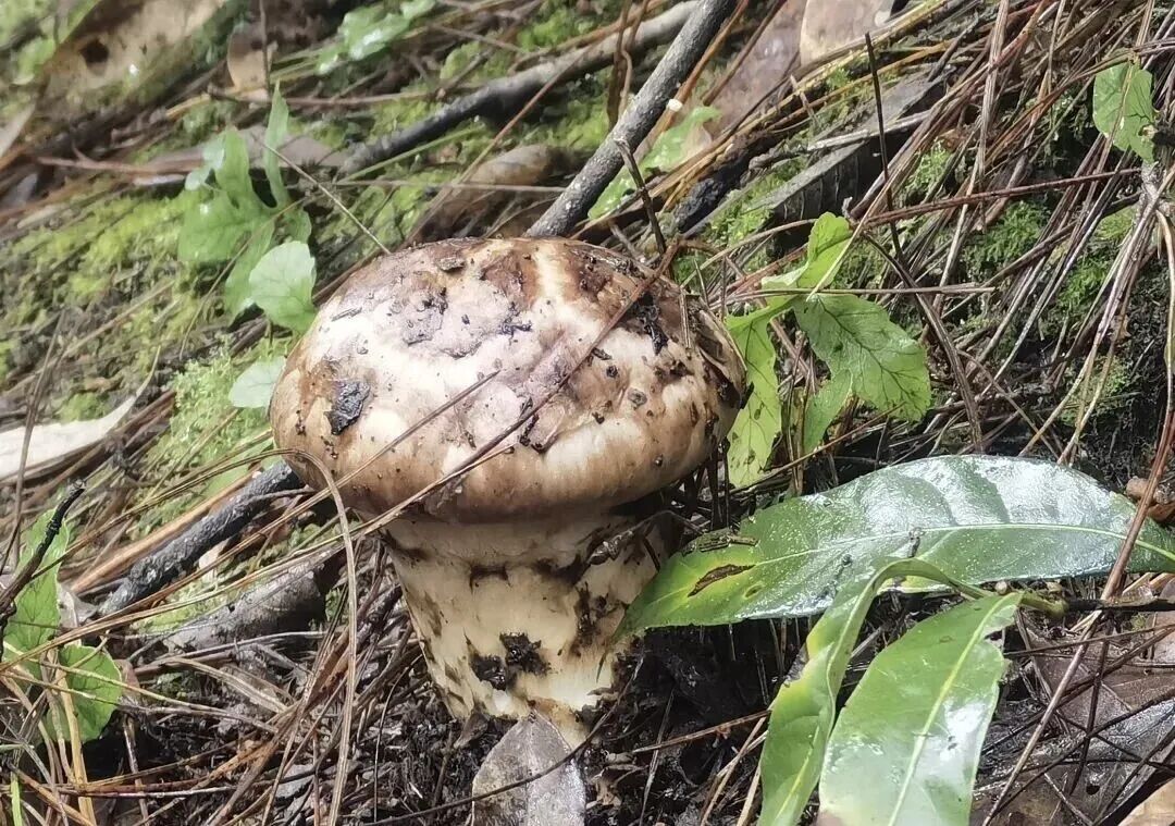 云南林下经济发展典型案例丨大理州“包山拾菌”