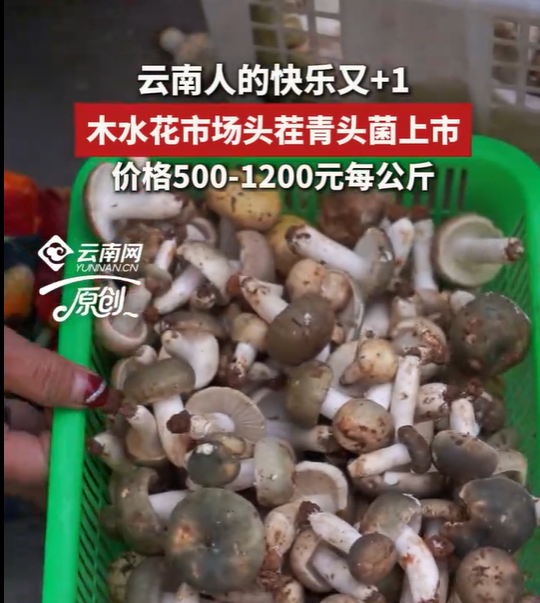 快乐+1！云南木水花野生菌市场头茬青头菌上市