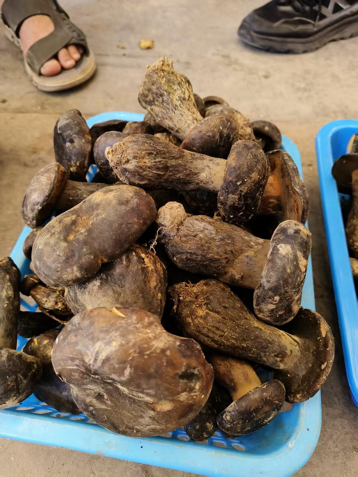 连下那么多天雨，昆明菌子多起来了吗？