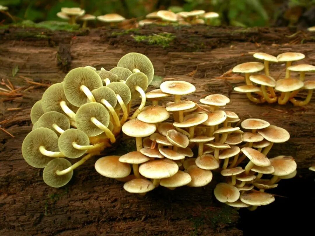 科普专栏 | 世界上最苦的蘑菇