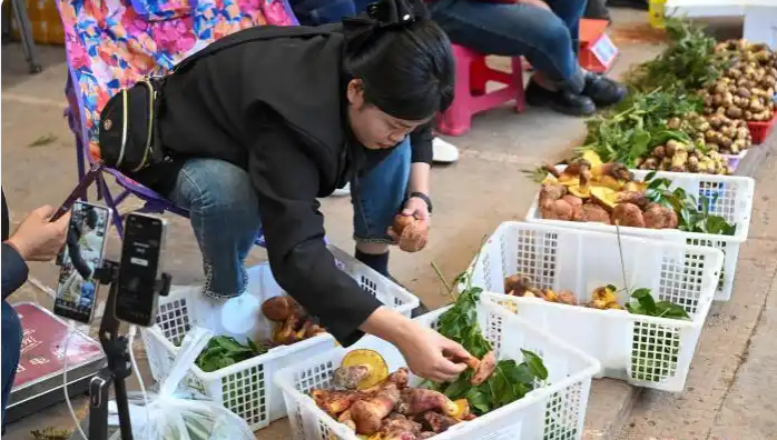 山野鲜味初登场 云南野生菌开始上市