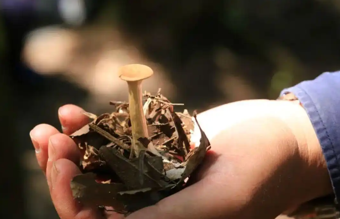 云南雨季的鲜味密码:从山野到舌尖的野生菌全记录