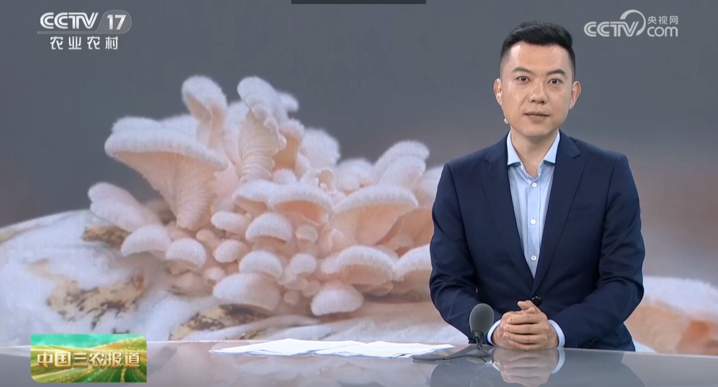 [中国三农报道]烂苹果“孕育”食用菌新品种“香妃”上市