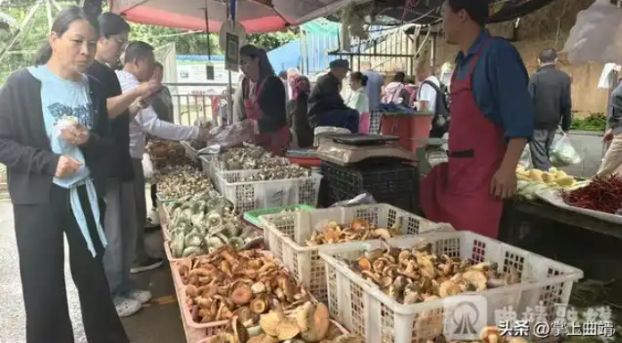 雨季尝鲜!曲靖野生菌集中上市