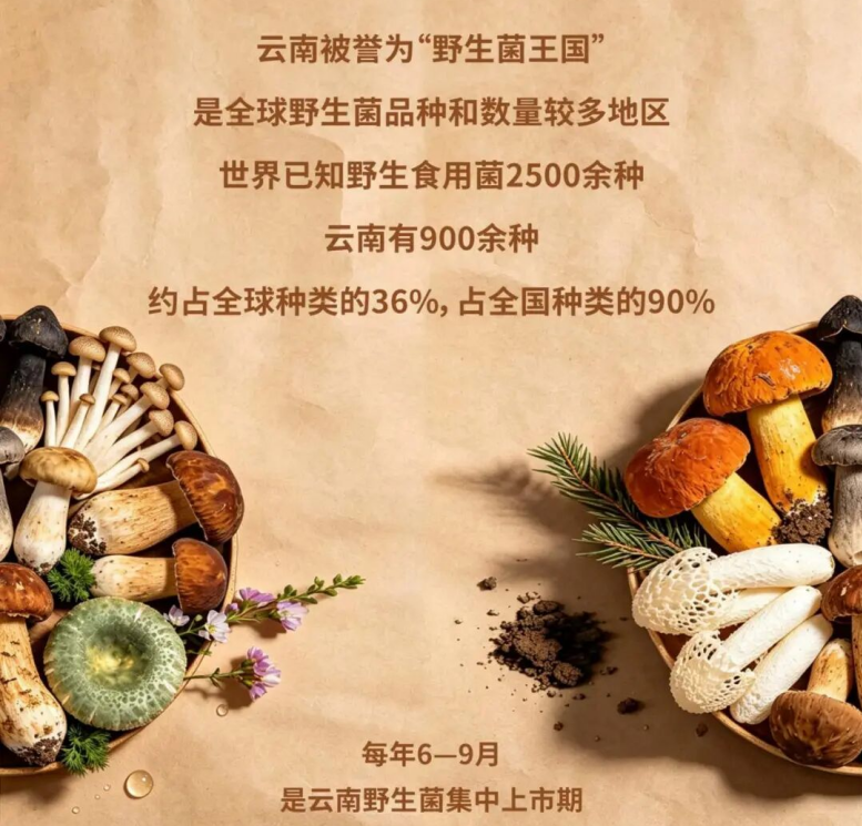 10种云南美味野生菌,你吃过几种?