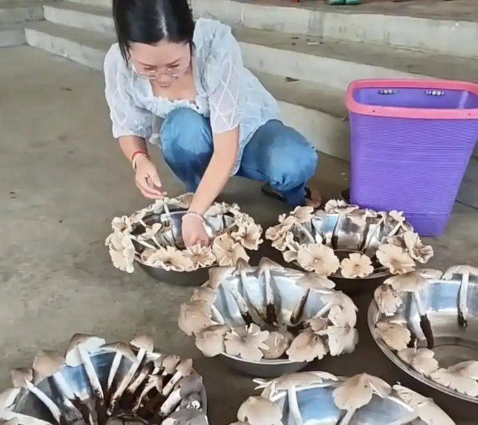 云南女子上山采菌，一次找到六盆鸡枞令人羡慕
