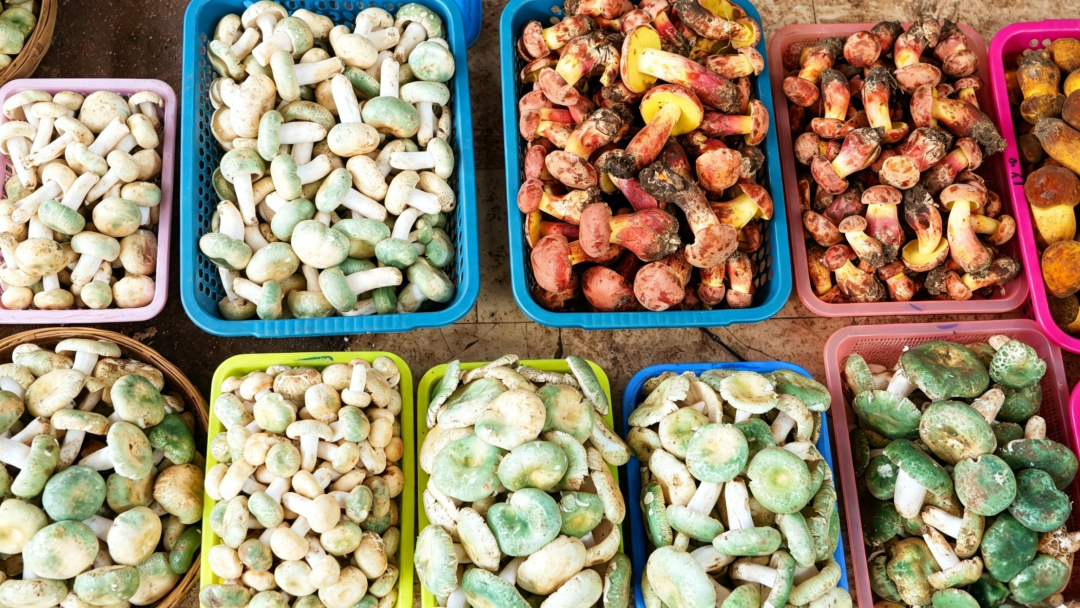 云南野生菌市场的“含菌量”与“含金量”还在上升