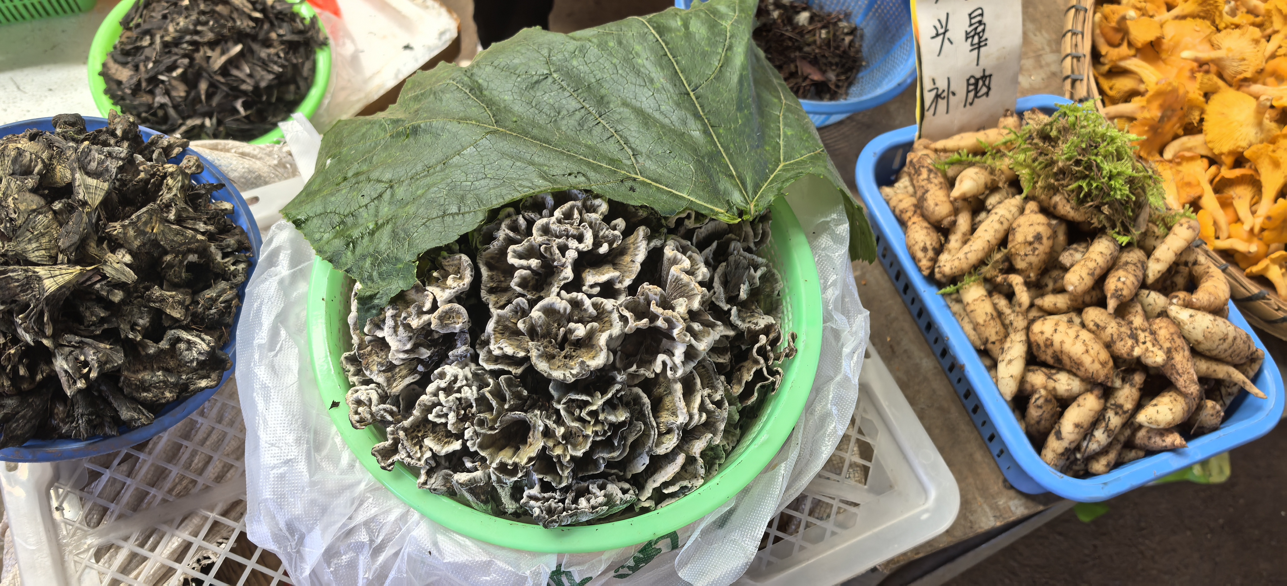 8月14日云南野生菌价格动态
