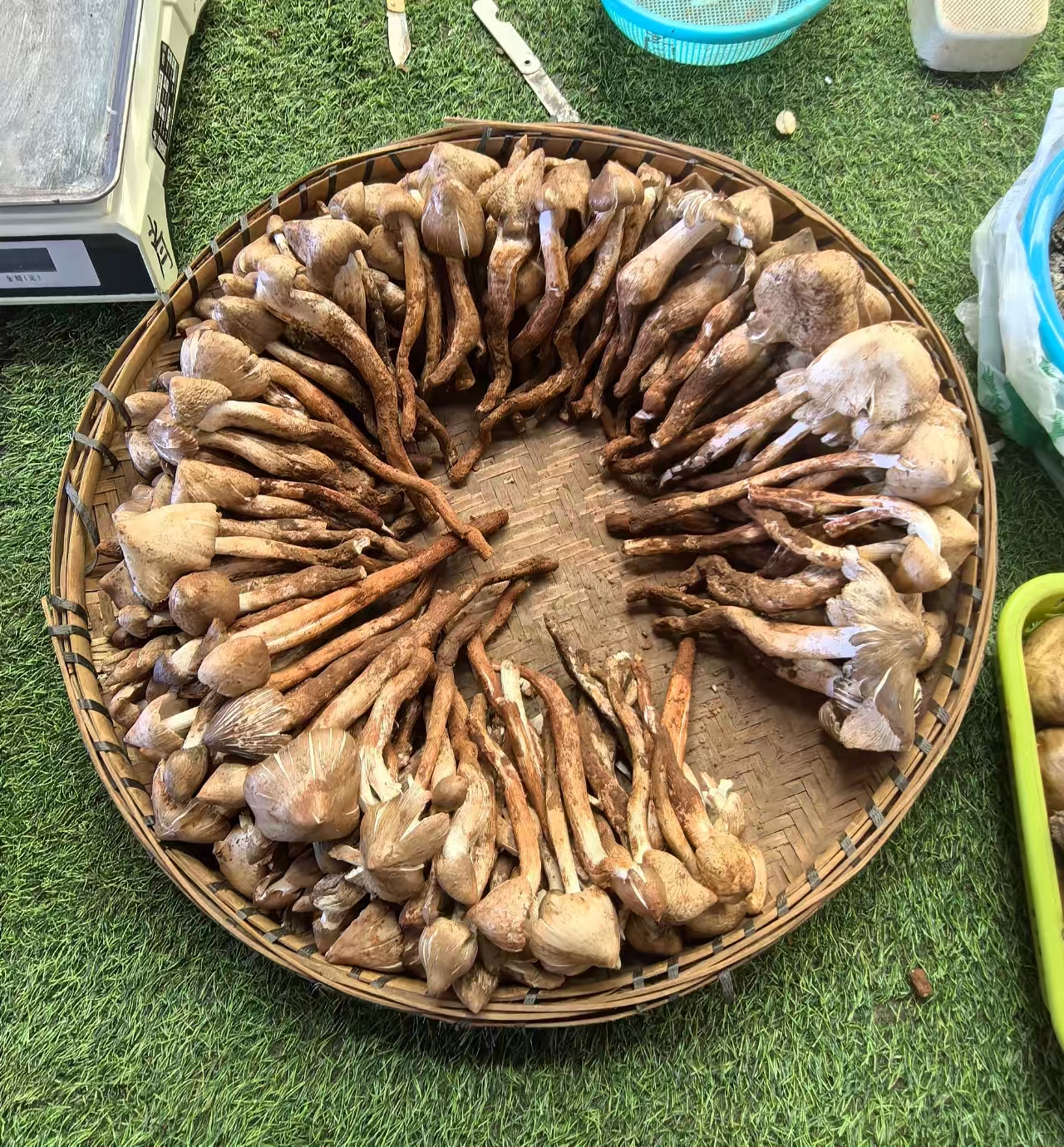 鸡枞