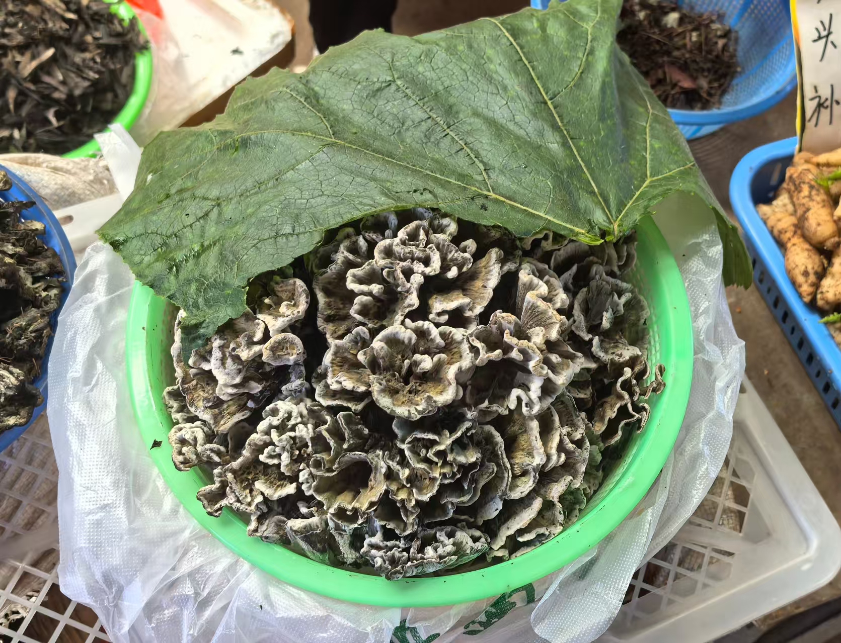 干巴菌