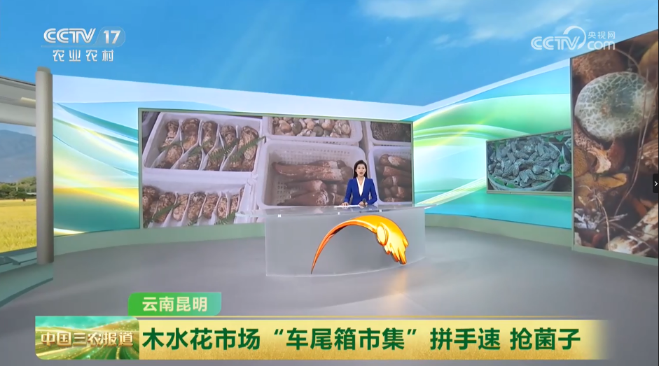 [中国三农报道]云南昆明 木水花市场“车尾箱市集”拼手速 抢菌子