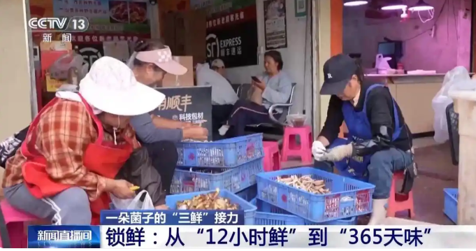 抢鲜、锁鲜、留鲜 看一场菌子的“三鲜”接力