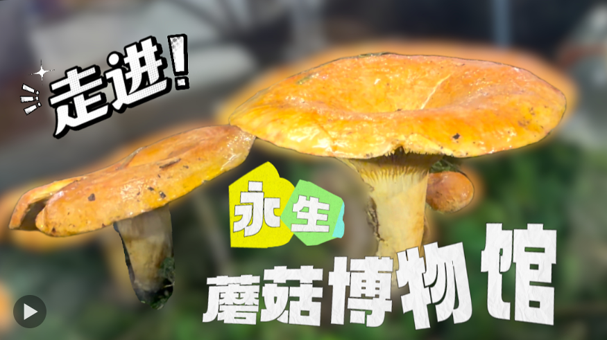 研究毒蘑菇20年后,他“手搓”一个永生蘑菇博物馆