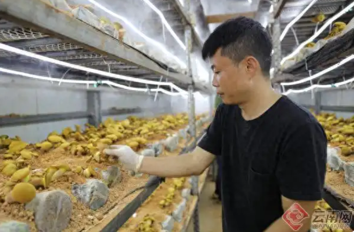 澄江首批人工栽培见手青陆续上市