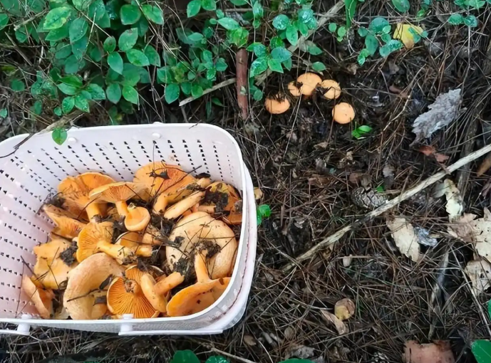 又到了捡枞树菌，松树菌的季节，品相好的卖100元/斤