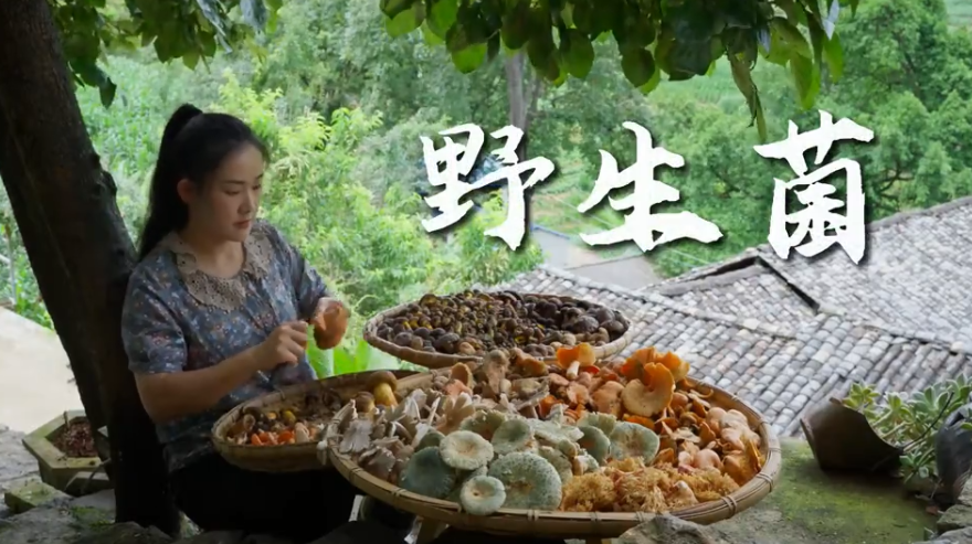 滇西小哥 云南人最近只爱一件事:上山采菌子