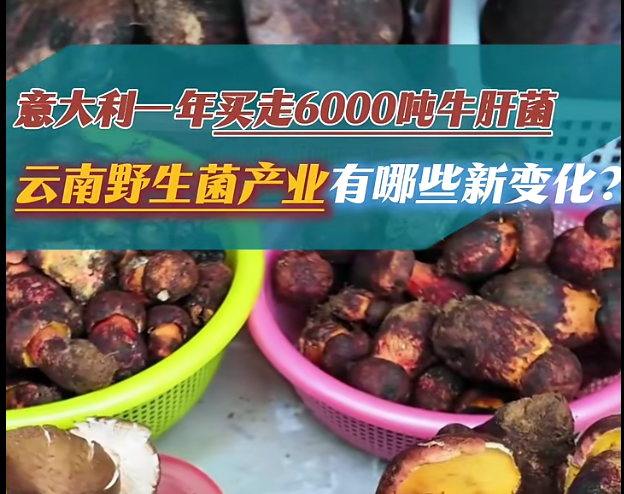 云南野生菌产业的5个新信号!