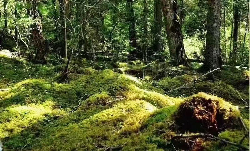包山拾菌護青山